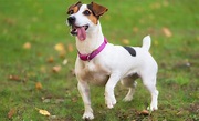 Jack Russel Terrier: Der kleine beliebte Engländer
