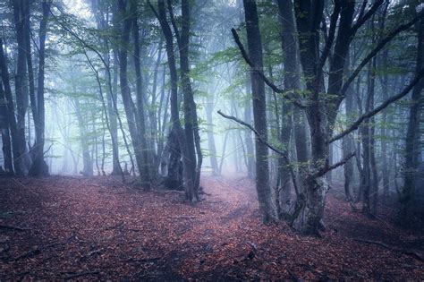 Magic Forest In Fog In Autumn Stock Photo Containing Forest And Tree In