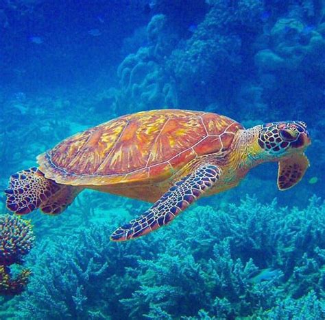 Beautiful Underwater Animals Underwater Creatures Ocean Creatures