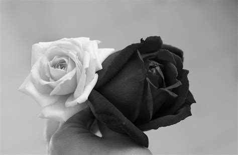 Black And White Rose Wallpapers Top Free Black And White Rose