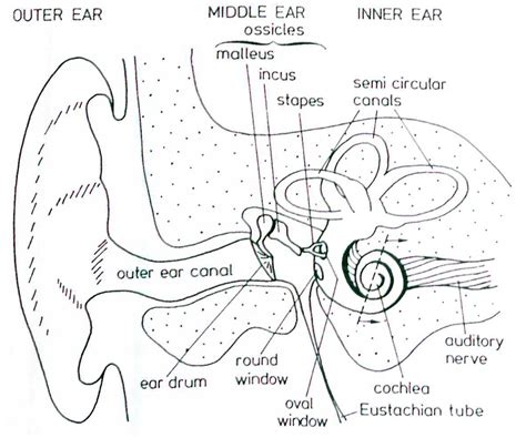 Human Anatomy Ear Coloring Page Sketch Coloring Page