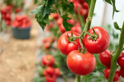All About The Popular Jet Star Tomato Minneopa Orchards