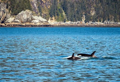 Killer Whale Orca In Kenai Fjords National Park In Seward Alaska