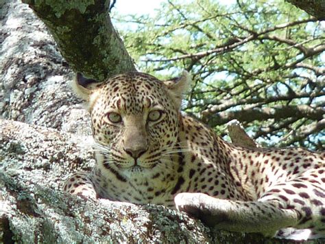 Léopard Du Serengeti Animaux Parc National Du Serengeti Le Nord