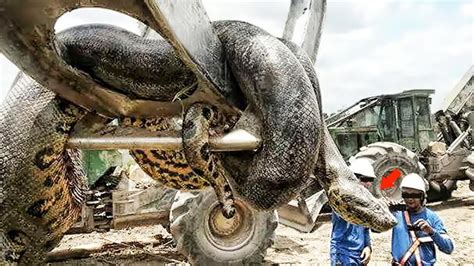 5 Most Largest Snakes Found In The World Biggest Snake Of The World Images