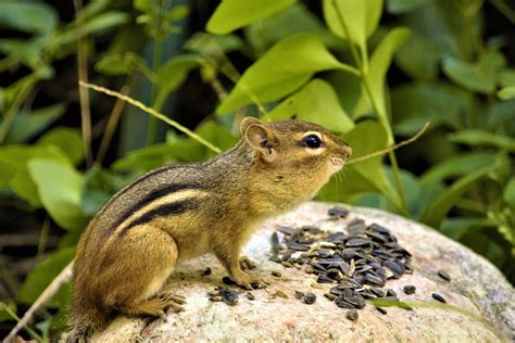 Chipmunks Or Squirrels Which Pest Wildlife Is Worse For Your Property