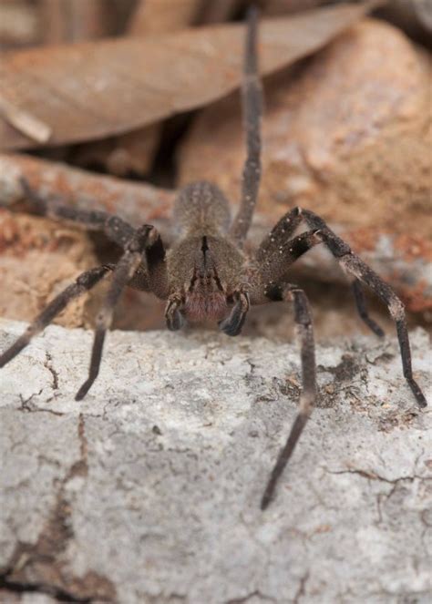 7 Of The Worlds Most Poisonous Spiders Lifestyle