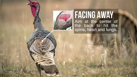 Turkey Shot Placement Where To Aim On A Turkey For Bowhunting YouTube