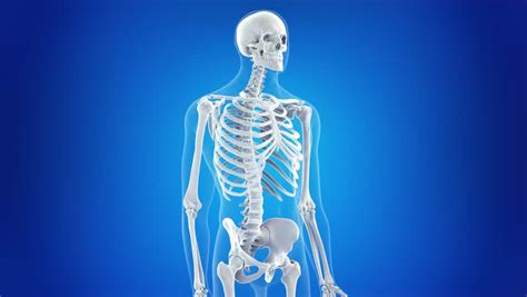 Human Skeletal System Stock Footage Video 100 Royalty Free 19179283