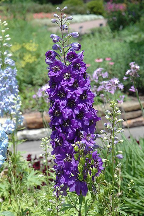 What kind of cat is at tagawa gardens? Magic Fountains Purple Larkspur (Delphinium 'Magic ...
