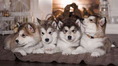 Puppies will often take cues on to get a full picture of what to be aware of in your siberian husky mix, be sure to ask the breeder about the other parent breed in the mix, the genetic. Alaskan Husky - Price, Temperament, Life span