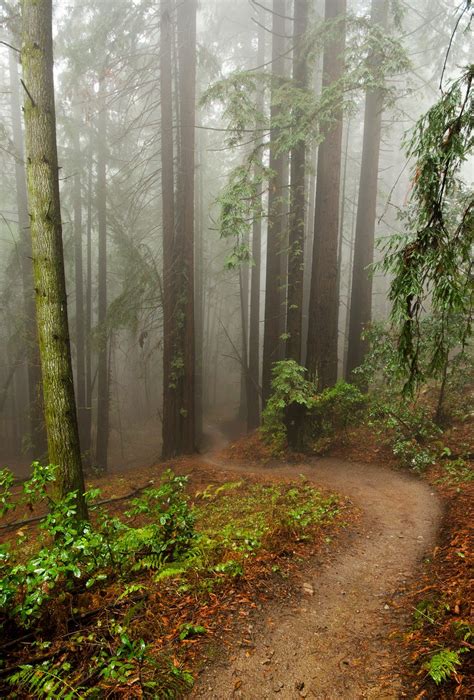 Foggy Rain Rolling Through Redwood Forests Of Santa Cruz California