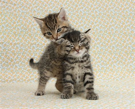 Two Cute Tabby Kittens On Flowery Background Photo Wp35626
