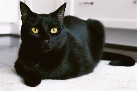 Bombay Cat Appearance Character Care Breeding