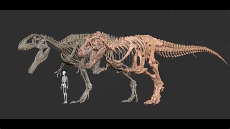 Giganotosaurus And Tyrannosaurus Skeleton By Vitamin Imagination Youtube