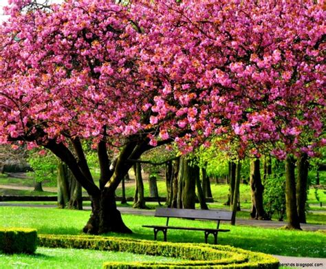 Spring Pink Trees Best Wallpaper Hd