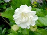 Pictures of Picture Of Jasmine Flower