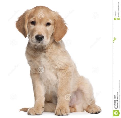 Golden Retriever Puppy 2 Months Old Sitting Stock Photo