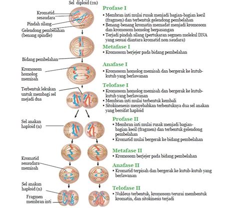 Gambar Mitosis Dan Penjelasannya Terbaru