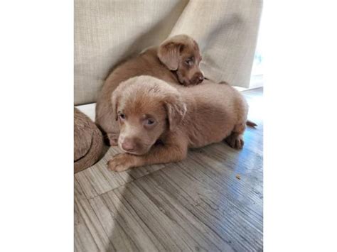Check out our current litter of silver lab puppies available now! 1 female left AKC Silver Lab puppy in Modesto, California - Puppies for Sale Near Me
