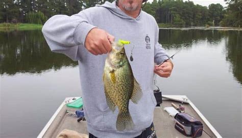 Crappie Vs Perch What Are The Differences