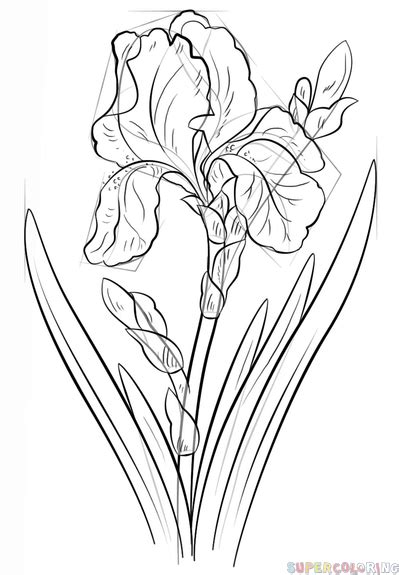 How To Draw An Iris Flower Step By Step Drawing Tutorials