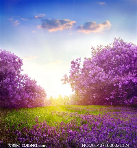 唯美的紫色薰衣草摄影图片大图网图片素材