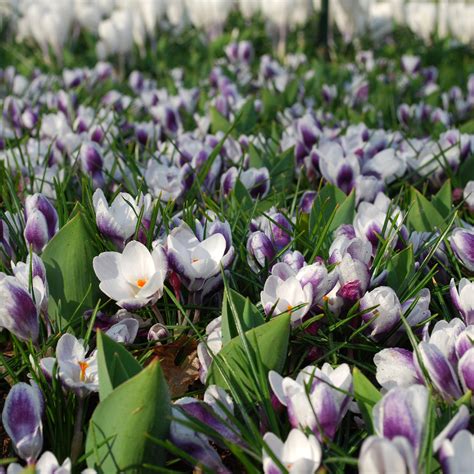 Crocus Prins Claus Bulbes à fleurs blanc et violet parme