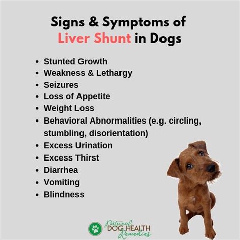 Can Liver Disease In Dogs Cause Blindness