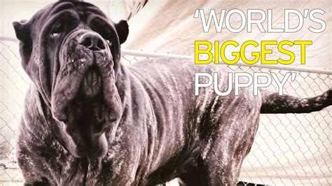 The Worlds Biggest Puppy Who Weighs A Whopping 12 Stone And Stands