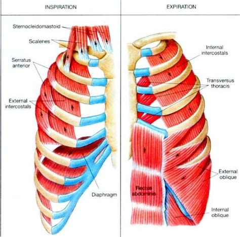 Rib Cage Muscles Anatomy Of The Rib Cage Proko Abigail Brauner