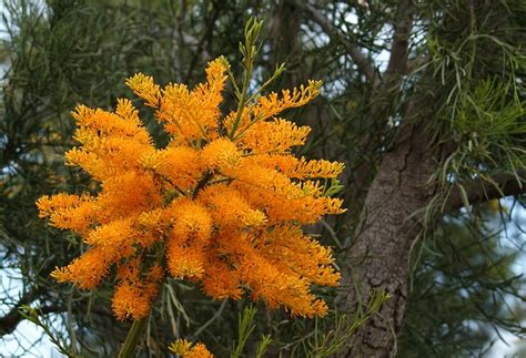 Check spelling or type a new query. Orange Flowering trees - a gallery on Flickr