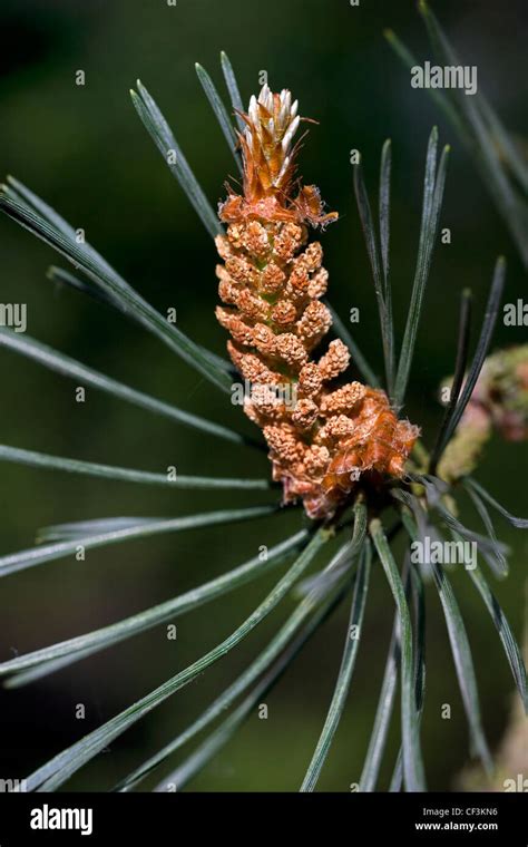 Branch With Male Flowers Of Scots Pine Pinus Sylvestris Belgium