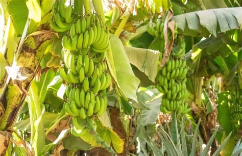 Optimizing Banana Orchard Management A Month By Month Maintenance