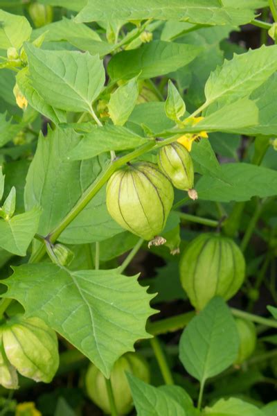 Select tomatillos that are still bright green, but with husks that have turned. How To Grow Tomatillos With Ease - And Make Delicious ...