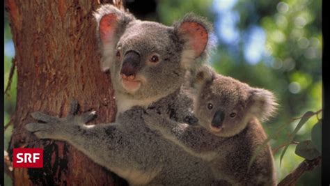 Natur And Tiere Koalas In Not Wissen Srf