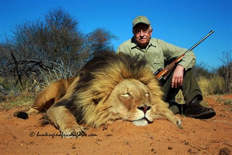 African Lion Hunting Safari Packages South Africa With The Experts