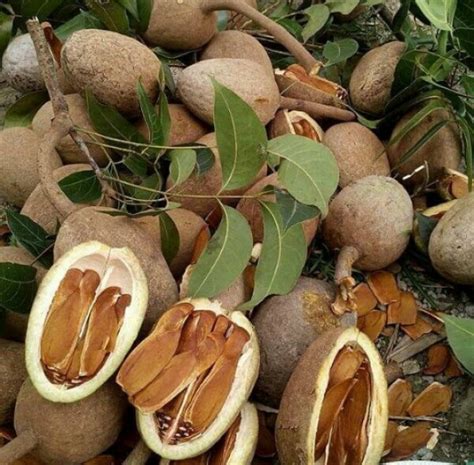 Manfaat kayu manis berasal dari kulit pohon cinnamomum yang mengandung beberapa. Ini Cara Pengolahan Biji Mahoni Untuk Sembuhkan Penyakit ...
