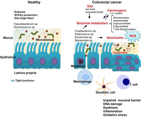 Gut Microbiota And Immune System