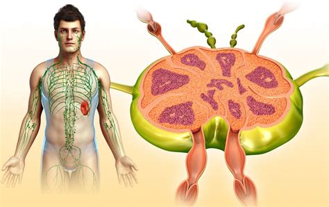 The lymphatic ducts go in and out of. Learn About Lymph Nodes - Function, Anatomy, and Cancer