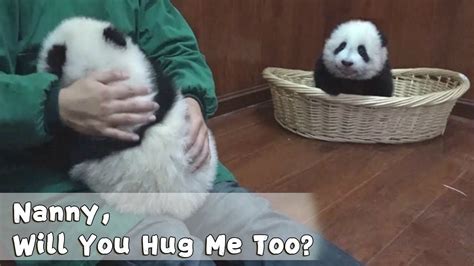 Innocent Panda Begs Nanny For Cuddle Ipanda Nanny Cuddling Panda