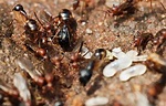 Termites and flying ants stock image. Image of eyes, macro - 10397871
