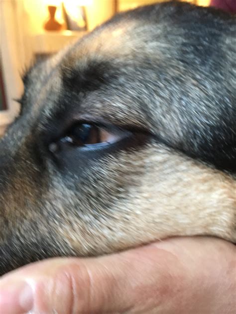 My Dog Has A Bump Under Her Left Eye It Isnt Painful To The Touch And