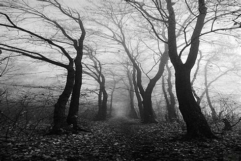 Haunted Wood Beautiful World Beautiful Places Lovely Gorgeous Trees