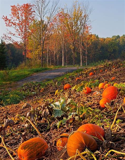 Vermont Pumpkin Patch Autumn In New England Pinterest Pumpkins