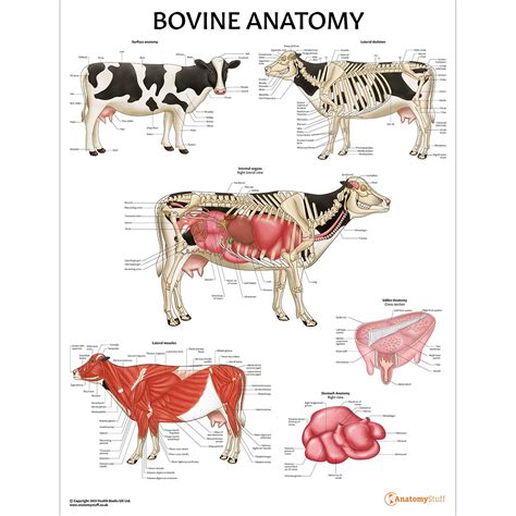 Bovine Anatomy Poster Cow Anatomical Laminated Chart
