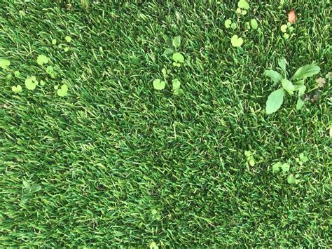 Weeds And Artificial Grass Turf Pros Solution