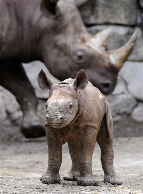 Baby Rhino Taunts Us With His Tongue Out Popsugar Pets
