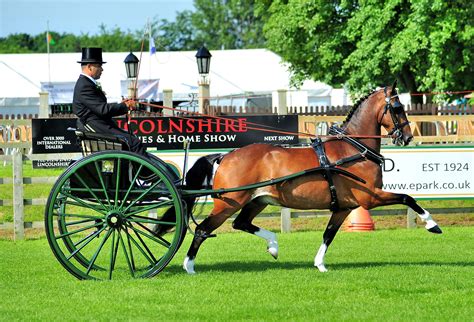 Pin By Janet Alston On Horses Show Horses Horses Carriage Driving