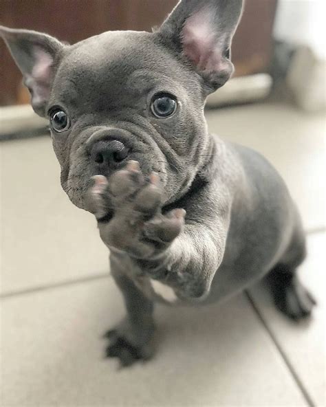 San diego french bulldog breeders with pure bred akc french bulldog puppies for sale. Pablo the Frenchie. | French bulldog puppies, Bulldog ...